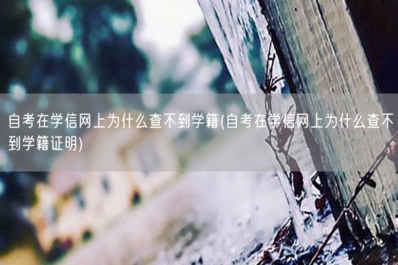 自考在学信网上为什么查不到学籍(自考在学