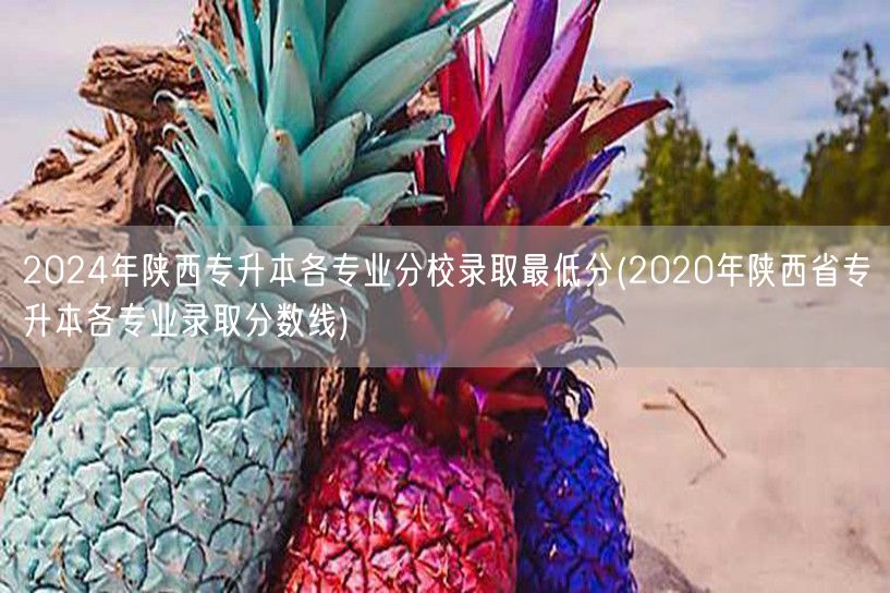 2024年陕西专升本各专业分校录取最低分